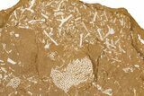 Ordovician Kukersite Oil Shale with Bryozoan Fossils - Russia #368961-1
